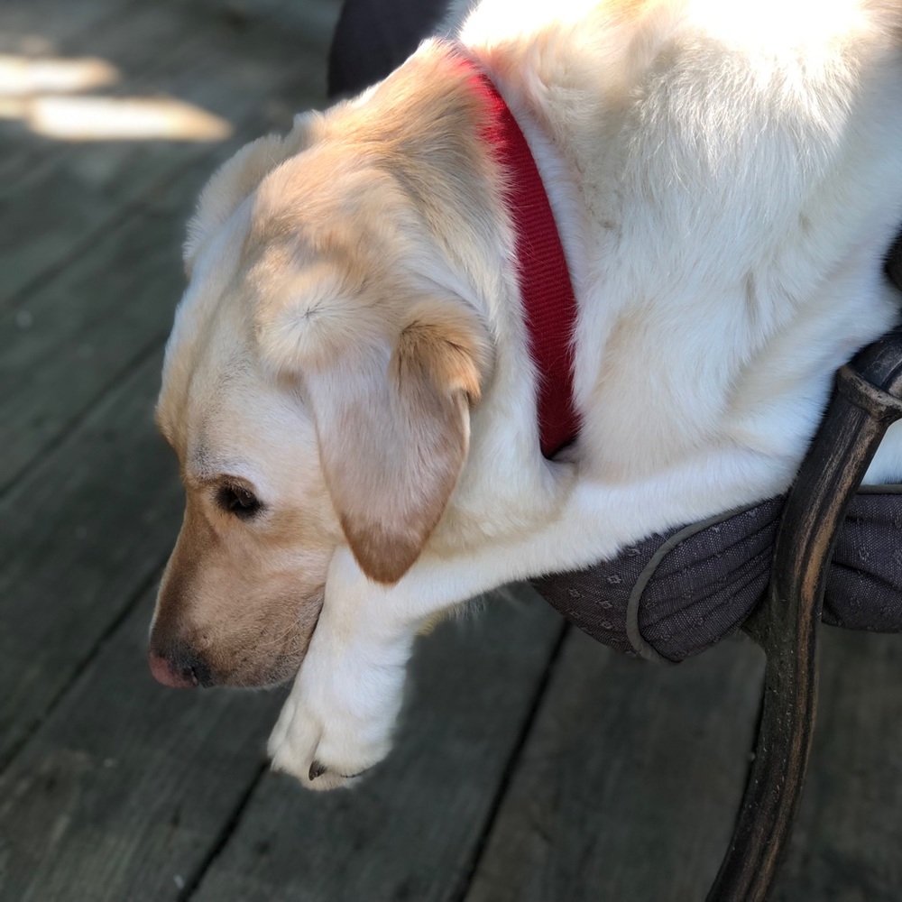 Meet your Posher, Dawn